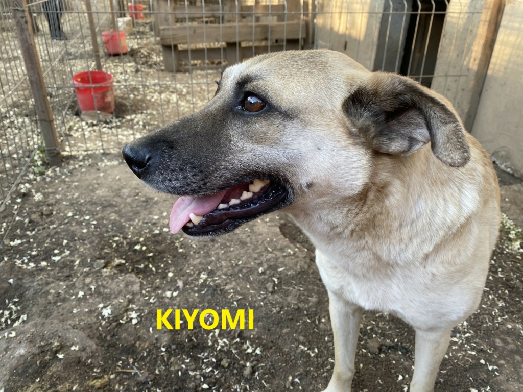 kiyomi - KIYOMI, femelle née le 27/10/2017, EN FA DANS LE 80, sortie de l'équarrissage- parrainée par Flomyspra -SC-R Kiyomi11