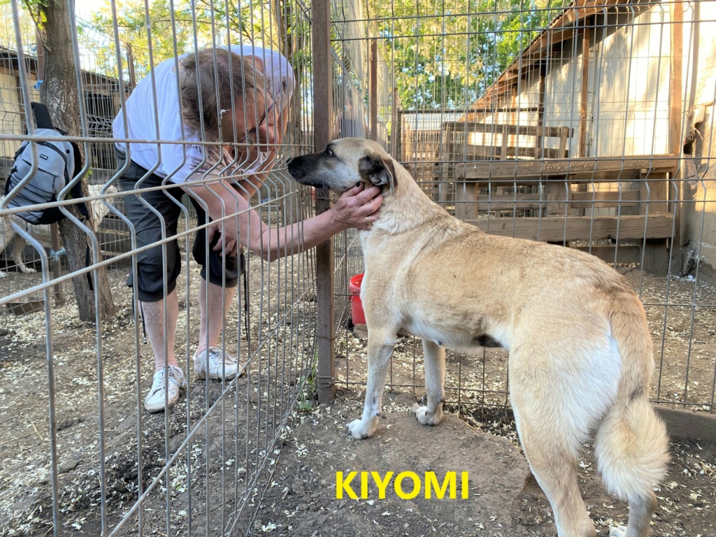 kiyomi - KIYOMI, femelle née le 27/10/2017, EN FA DANS LE 80, sortie de l'équarrissage- parrainée par Flomyspra -SC-R Kiyomi12