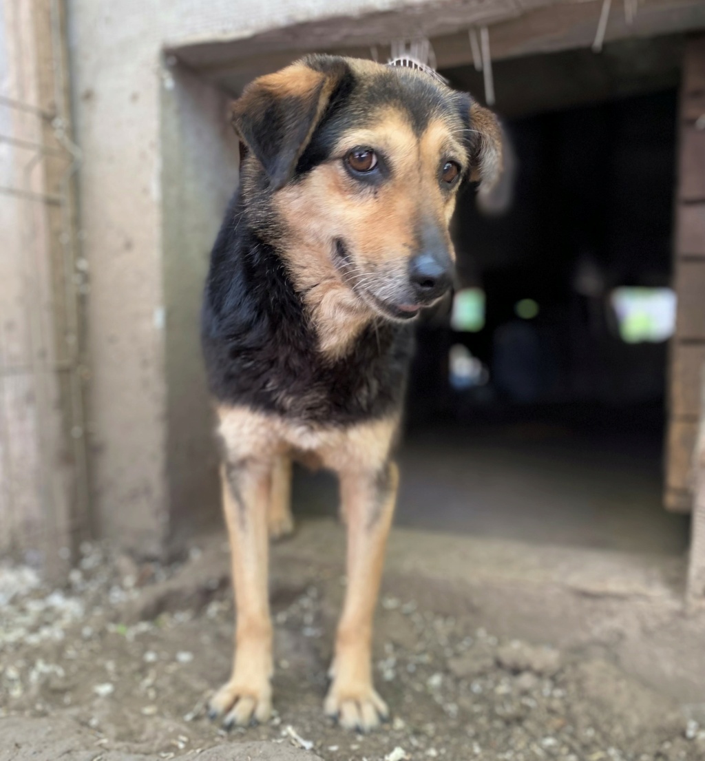 MARILA, née en 2014, sauvée de Pallady avec 4 autres chiens - parrainée par Lainiez Marila10