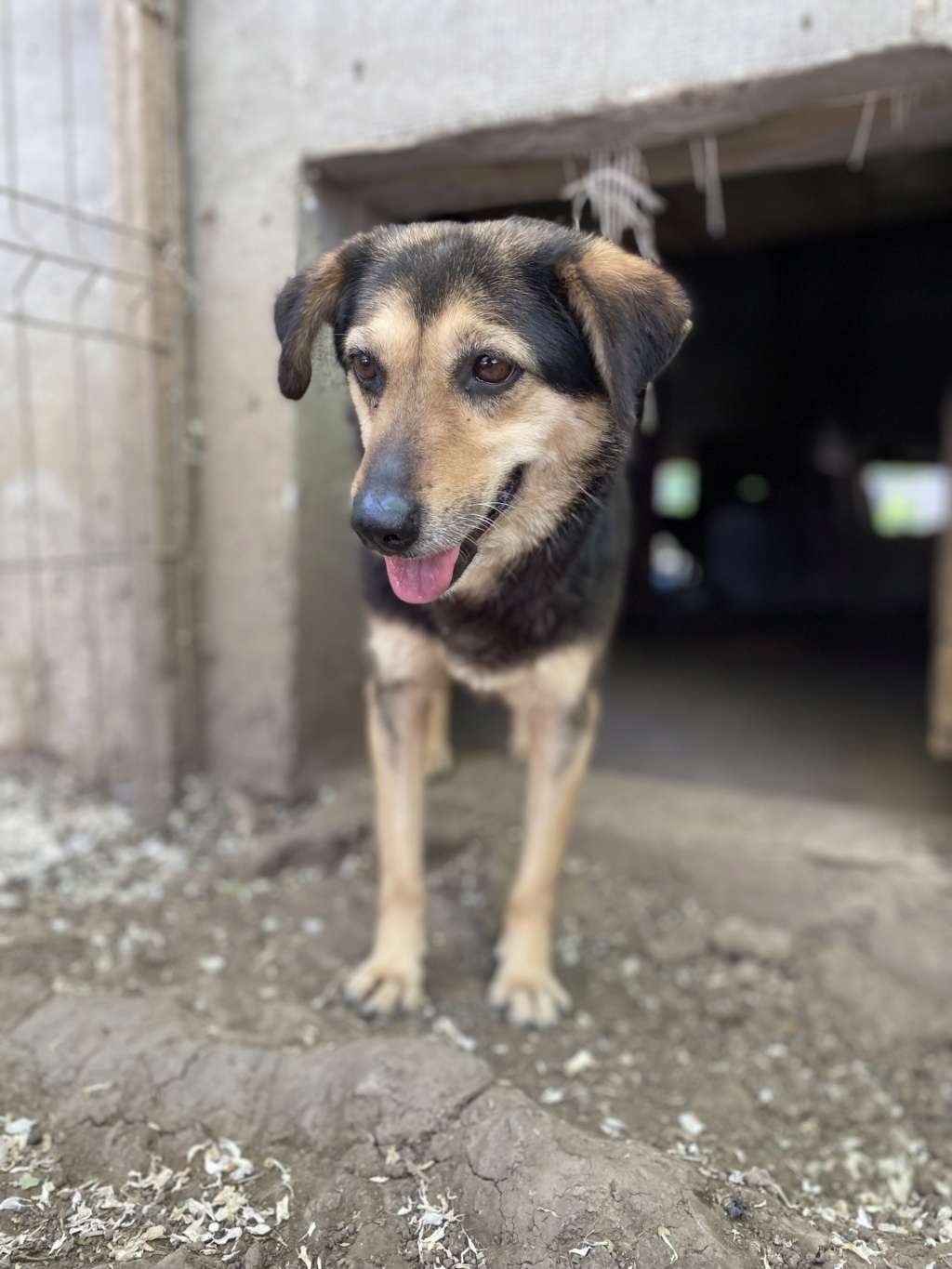 MARILA, née en 2014, sauvée de Pallady avec 4 autres chiens - parrainée par Lainiez Marila12