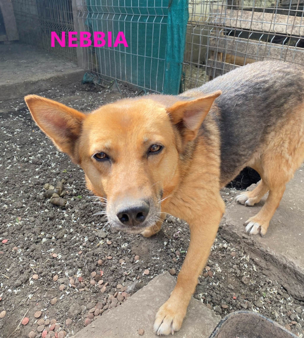 NEBBIA, née en 2013, récupérée chez un particulier avec sa fille LISSY - parrainée par Mirko78-R-SC - Page 2 Nebbia12