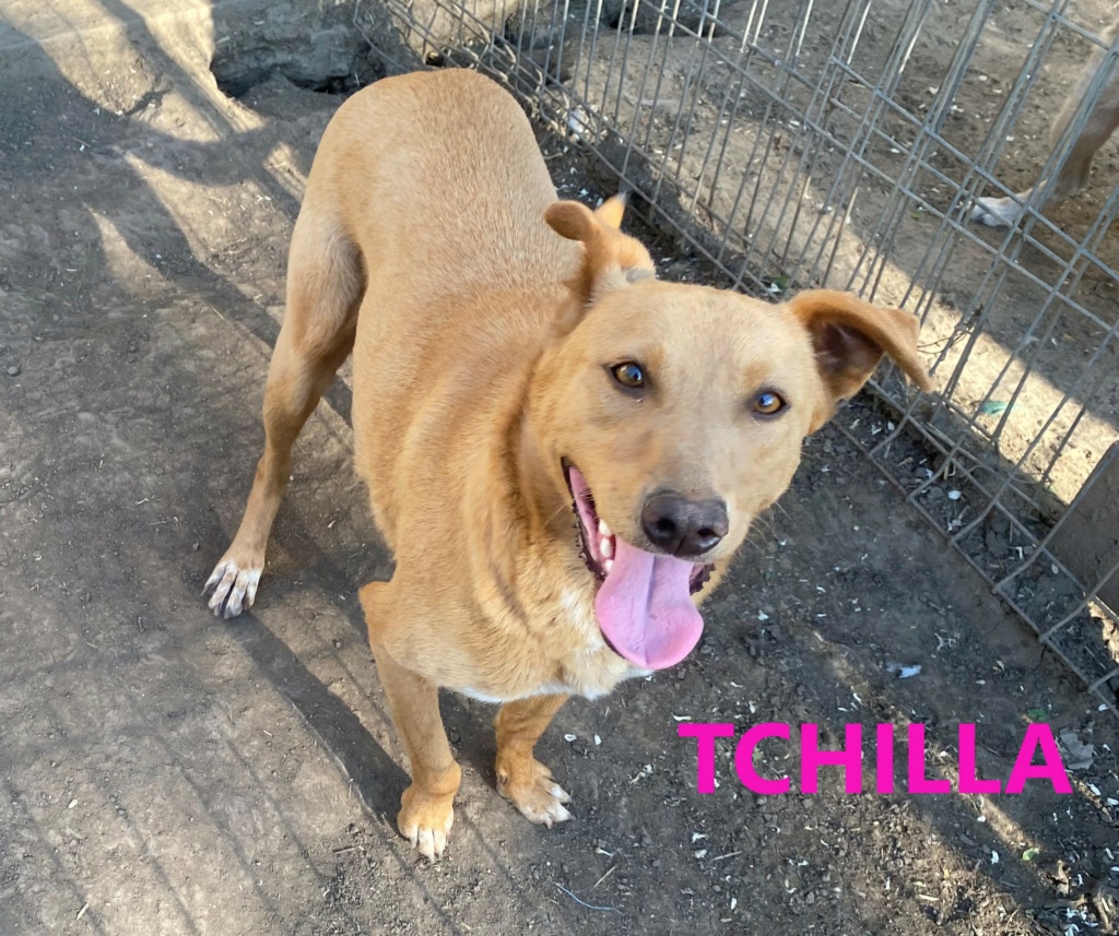 TCHILLA, née le 17/11/2019, sortie de l'équarrissage- parrainée par Elda -R-SC Tchill10