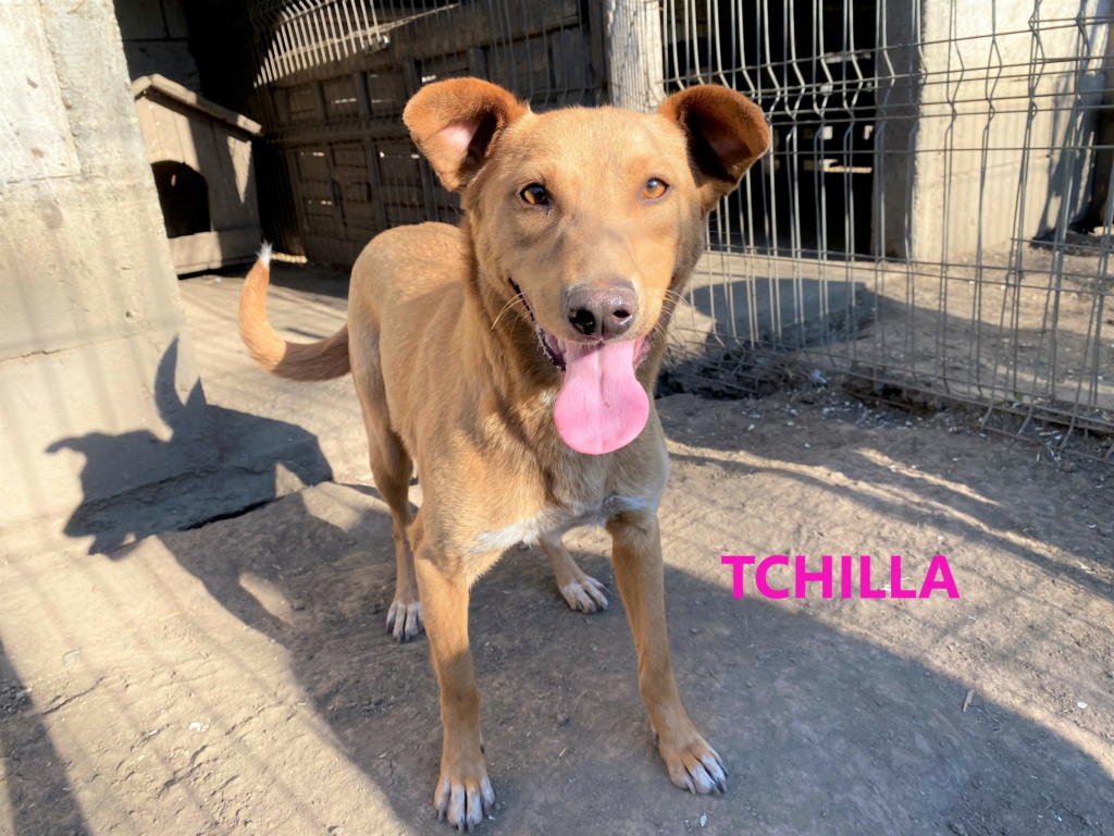 tchilla - TCHILLA, née le 17/11/2019, sortie de l'équarrissage- parrainée par Elda -R-SC Tchill12