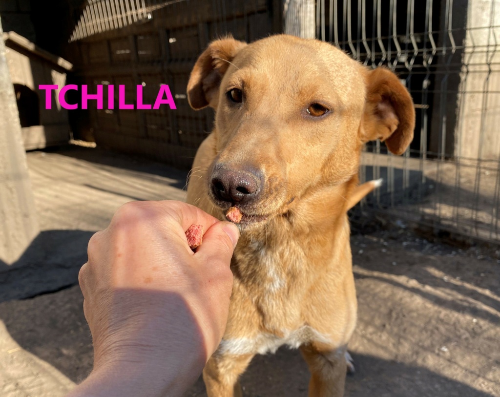 TCHILLA, née le 17/11/2019, sortie de l'équarrissage- parrainée par Elda -R-SC Tchill13