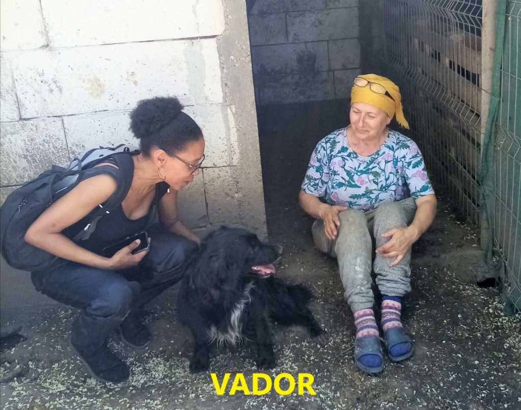 VADOR mâle, né en 2019, trouvé à Bucarest- parrainé par Dash2504 et JJL -R-SC Vador10