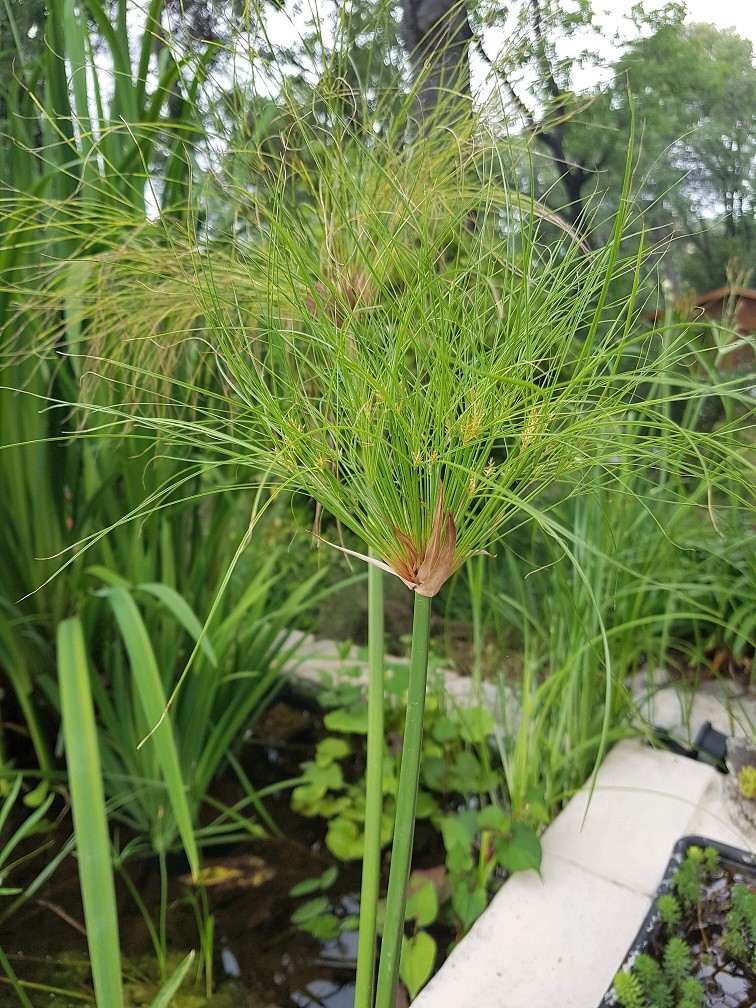 Cyperus et Papyrus 20180615