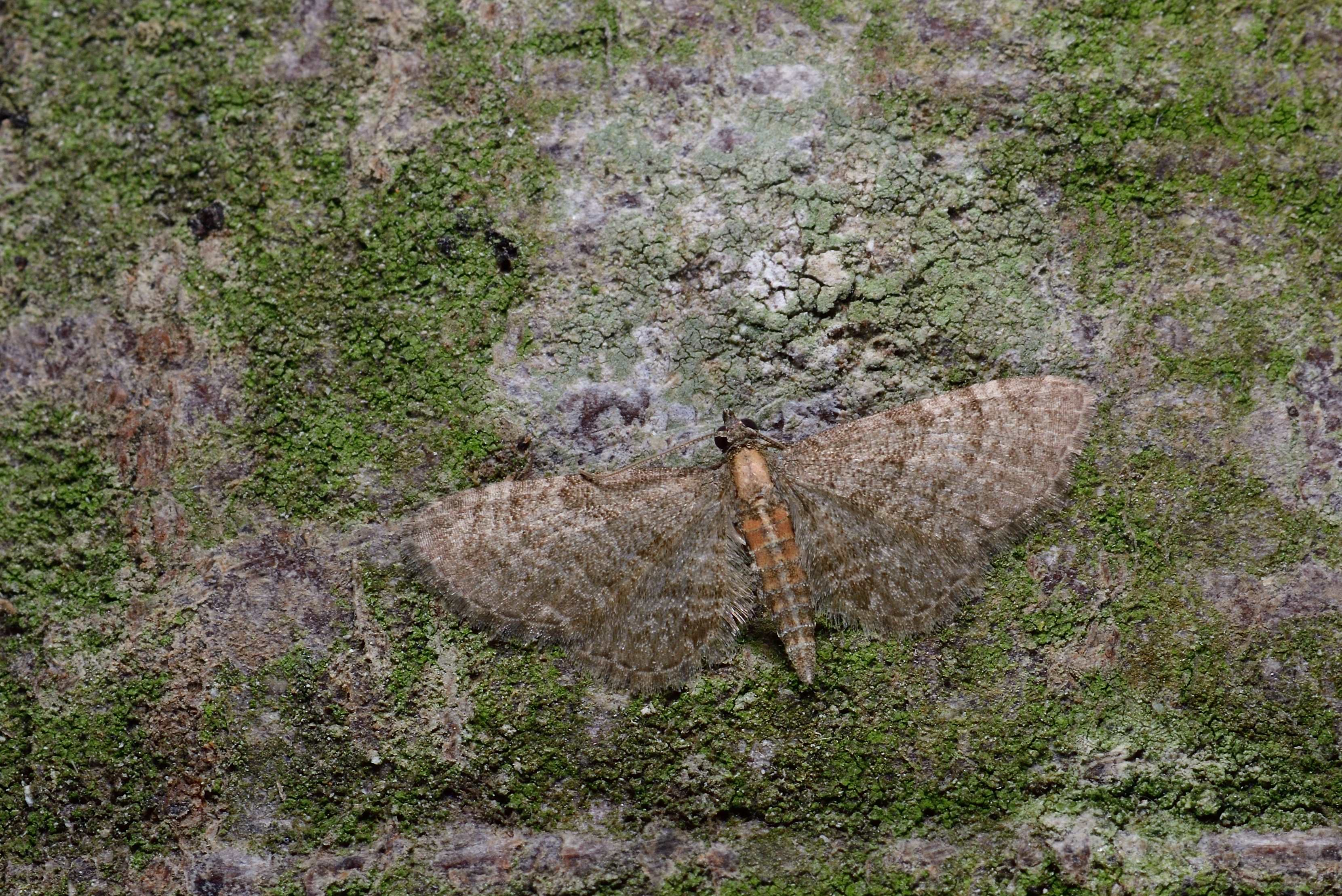 Eupithecia haworthiata + un micro Eupith11