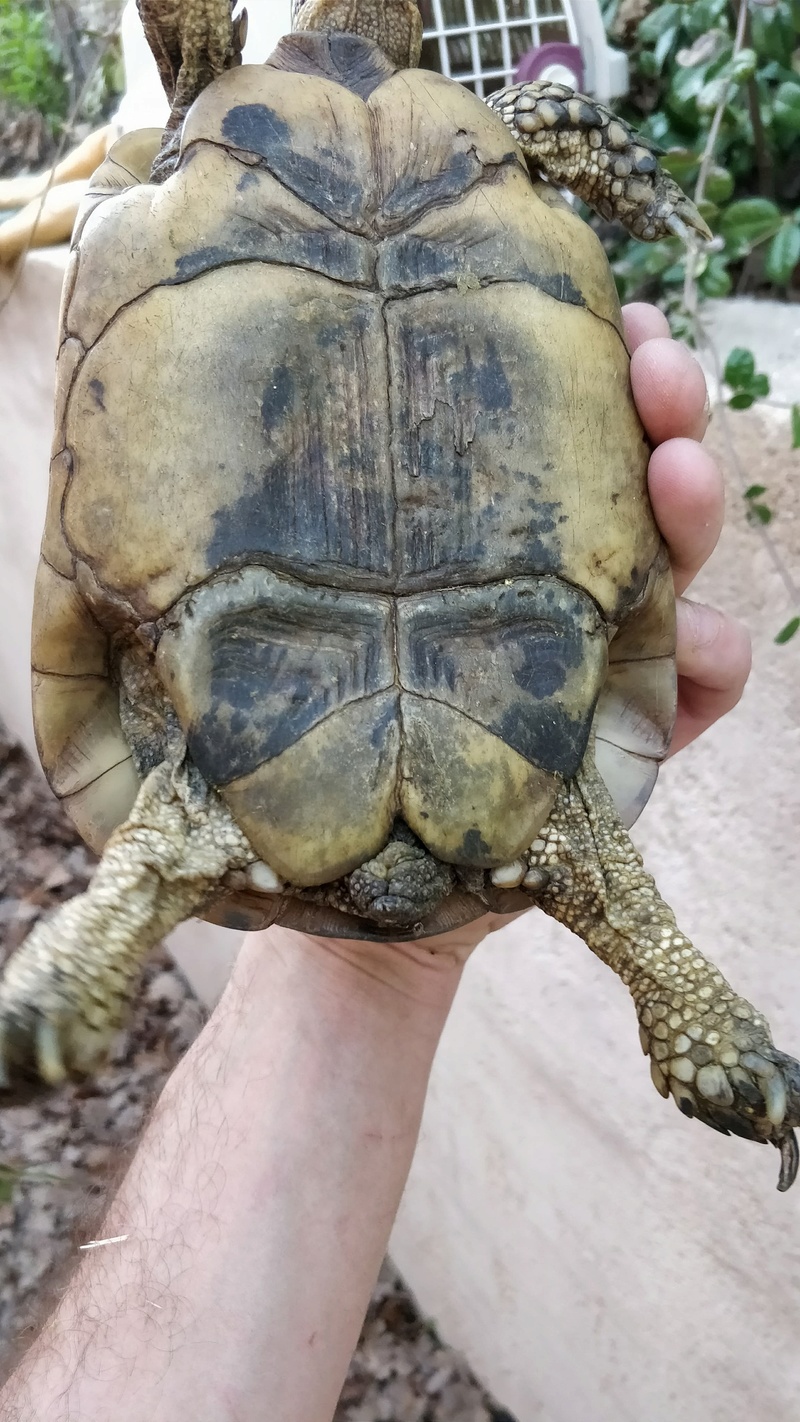 Identification tortue Tortue10