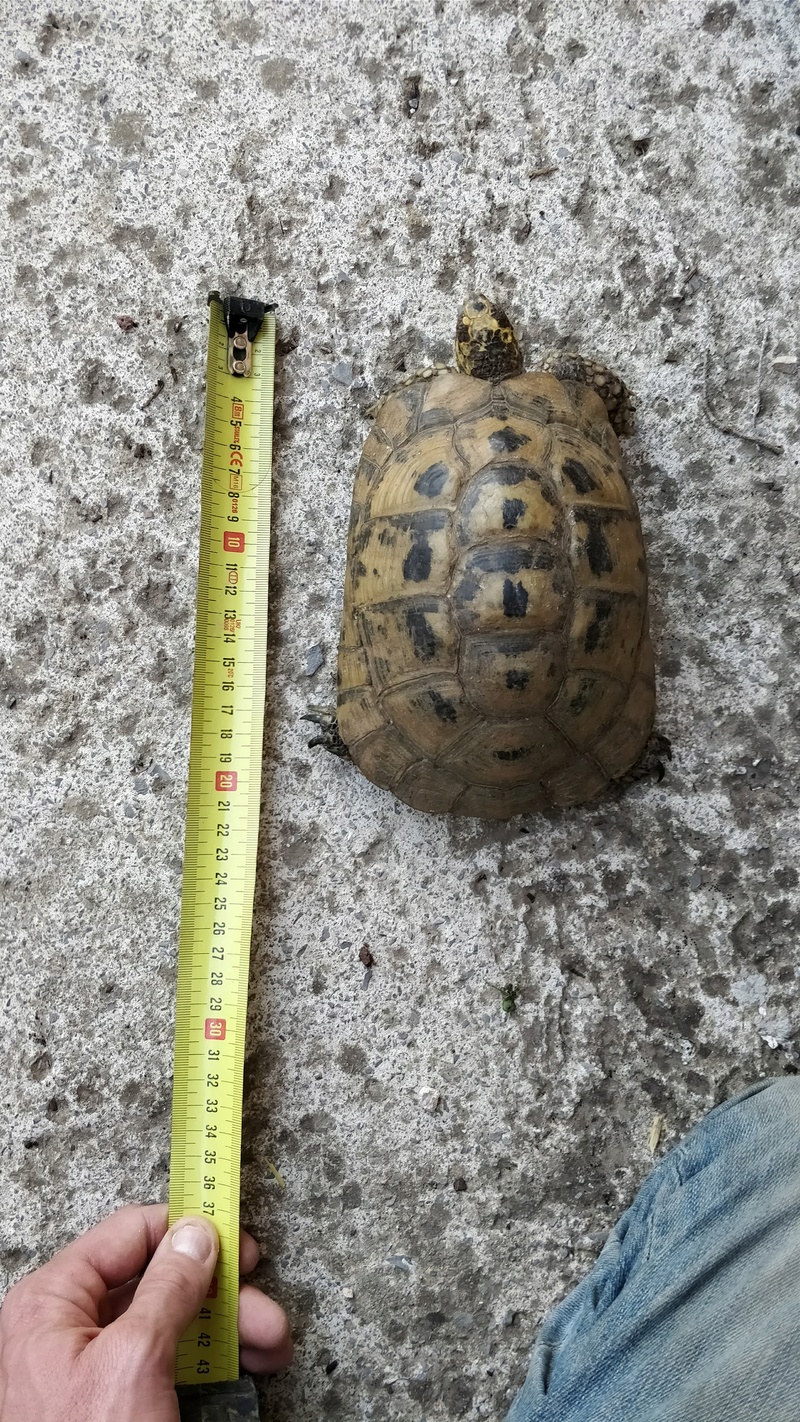 Identification tortue Tortue12