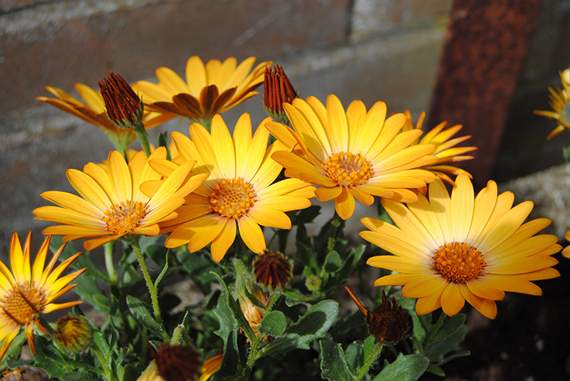 Osteospermum fruticosum - marguerite du Cap