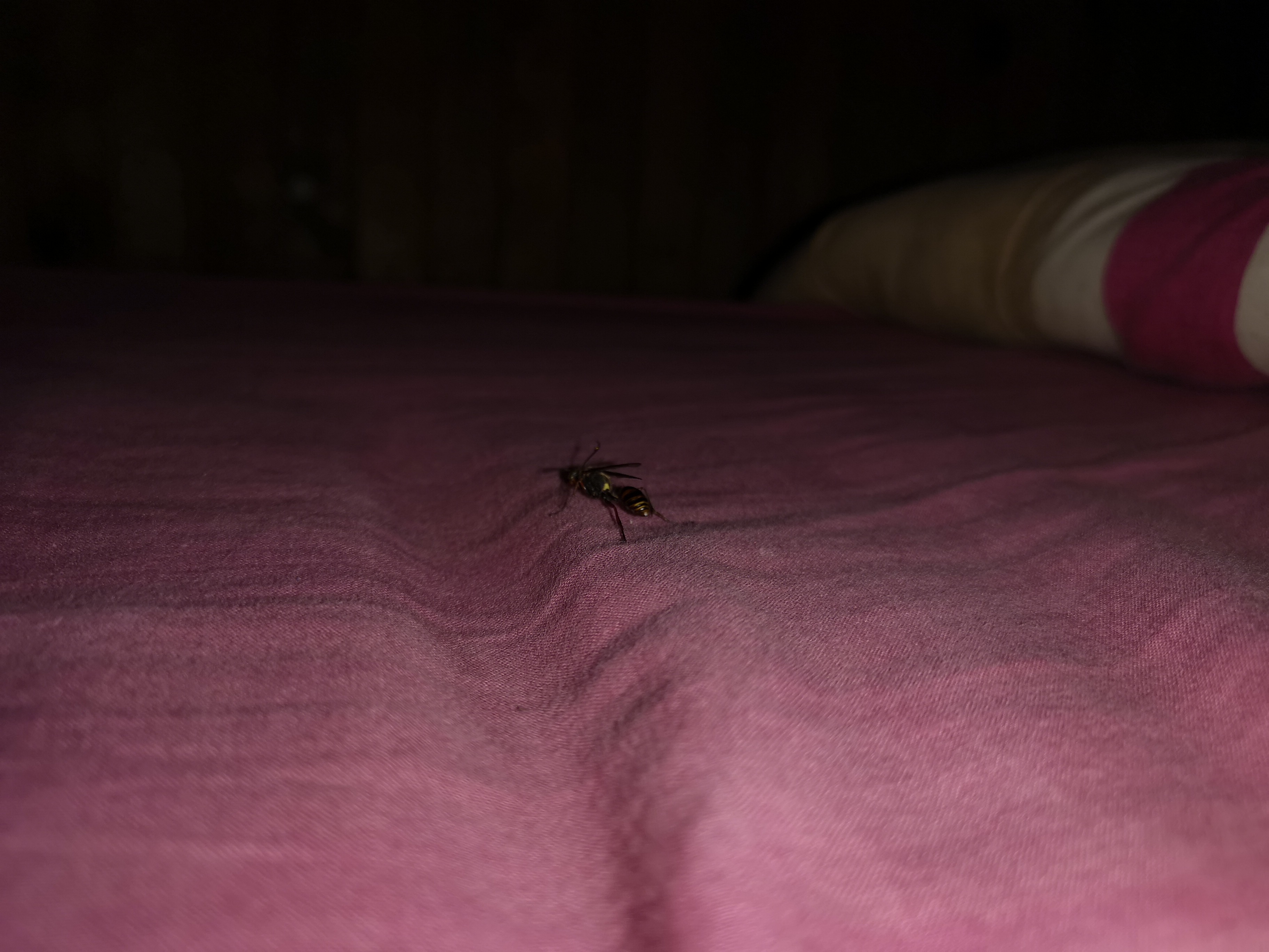 Des insectes morts par 20ene dans une chambre inoccupé Img_2014