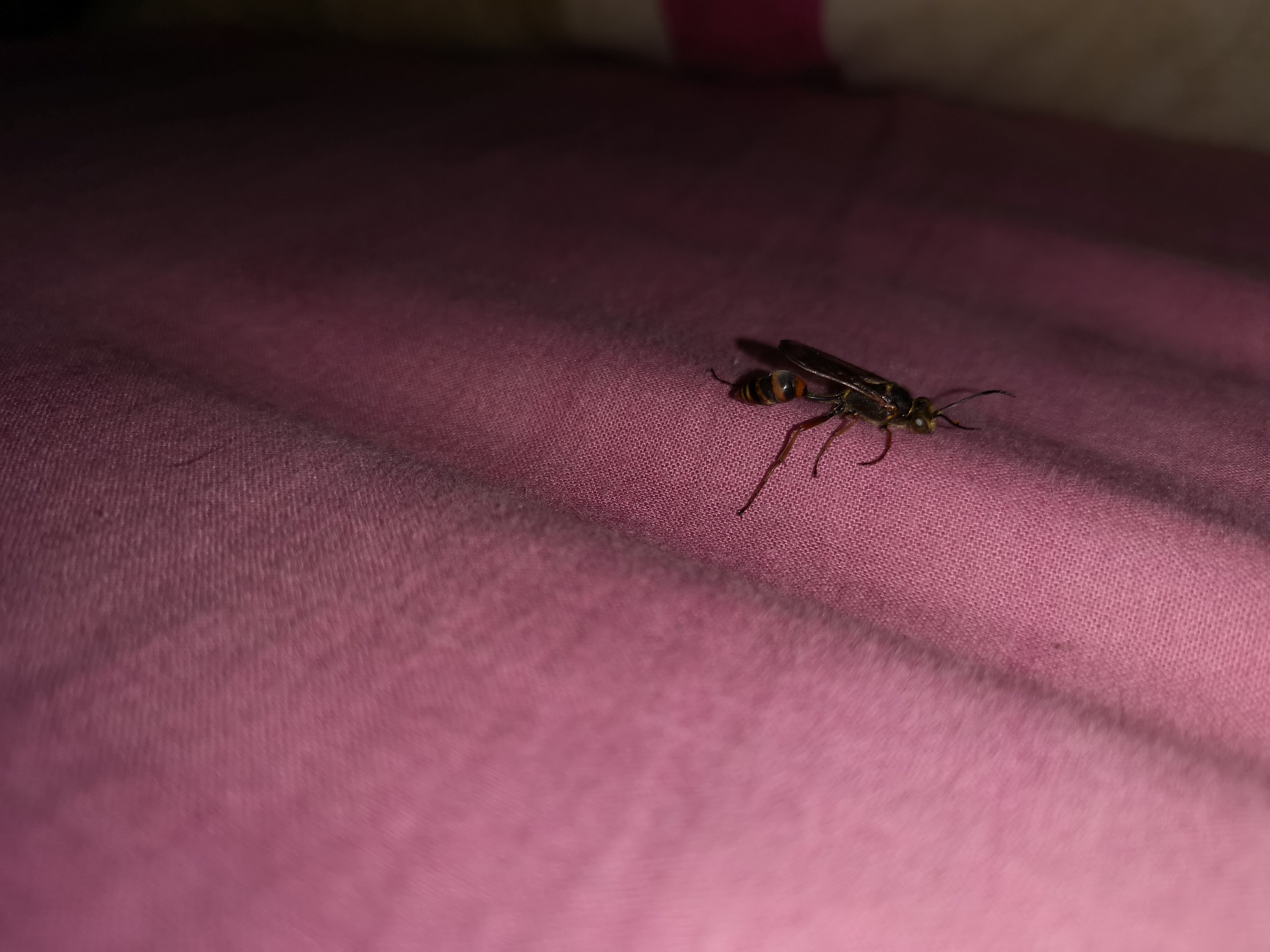 Des insectes morts par 20ene dans une chambre inoccupé  Img_2015