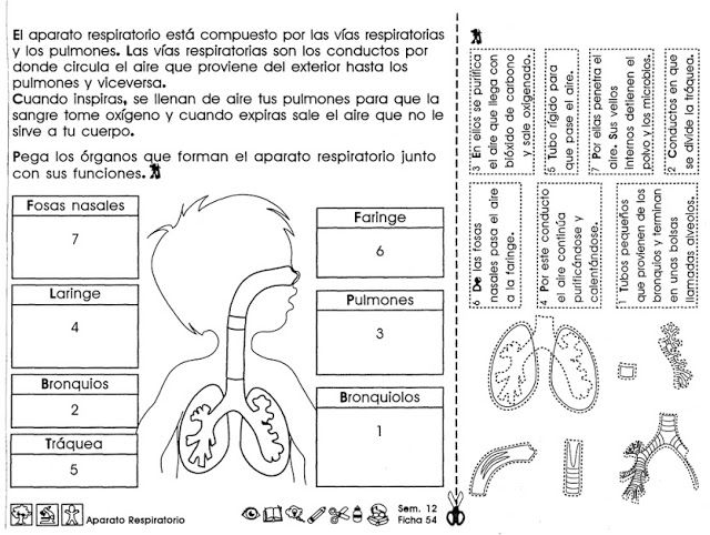 aparato respiratorio Cienci12