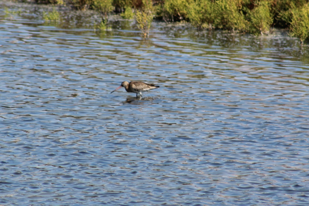 Ajuda na ID limícolas - Salinas de Santiago, Aveiro (11/09/18) Img_2610