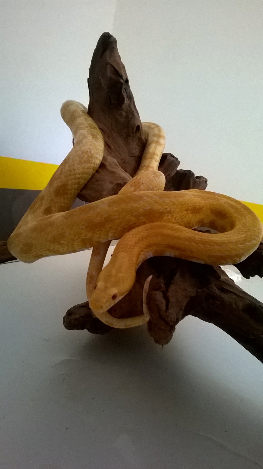 Don serpent des blés femelle Wp_20110