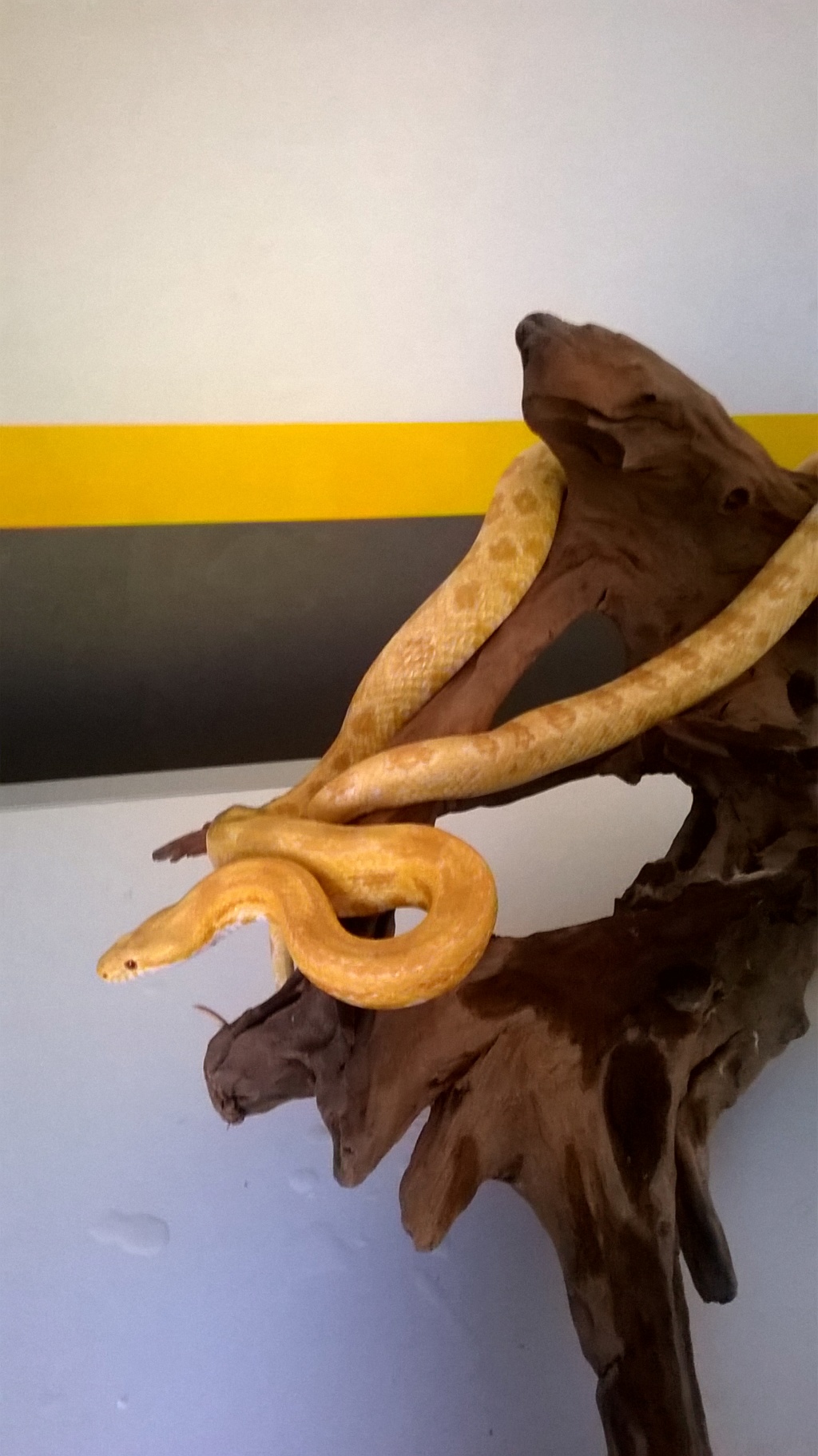 Don serpent des blés femelle Wp_20112