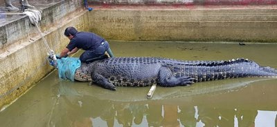 Une Indonésienne est morte déchiquetée par un crocodile 0a1_0b10