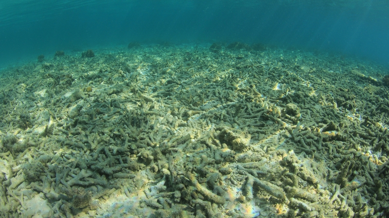 La totalité des récifs coralliens pourrait disparaître d’ici 2100 1massi12