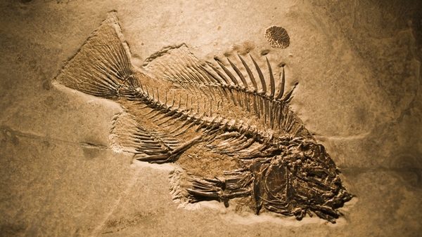 Il y a 10 000 ans, les Hommes mangeaient des poissons pêchés dans des lacs du Sahara 1une-s11
