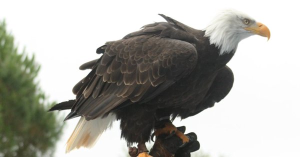 Finistère : un aigle s'échappe en pleine représentation Aigle10