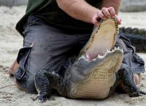 Deux hommes arrêtés en Floride après avoir fait boire de la bière à un alligator. Alliga10