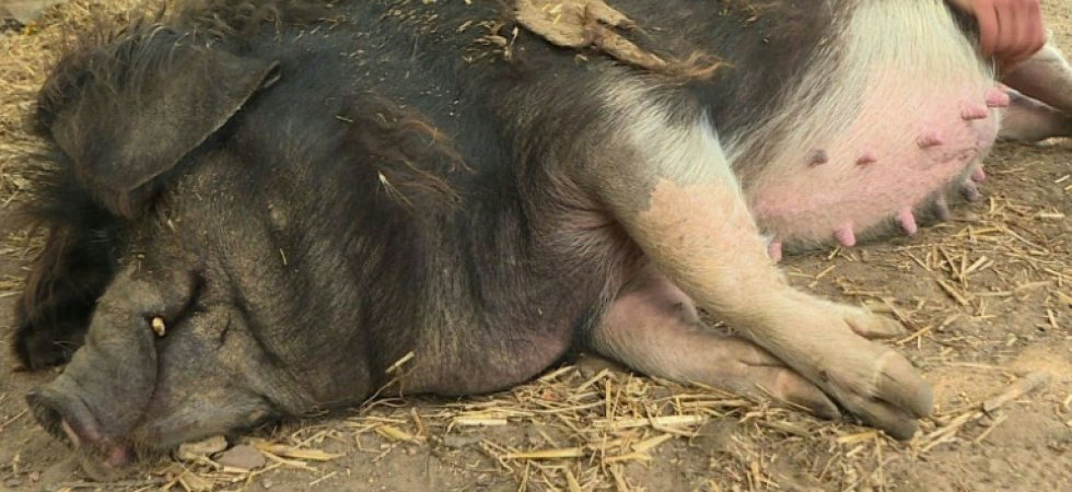 Cochons, vaches, dindes... la belle vie des animaux d'un refuge de la Sarthe Groin_10