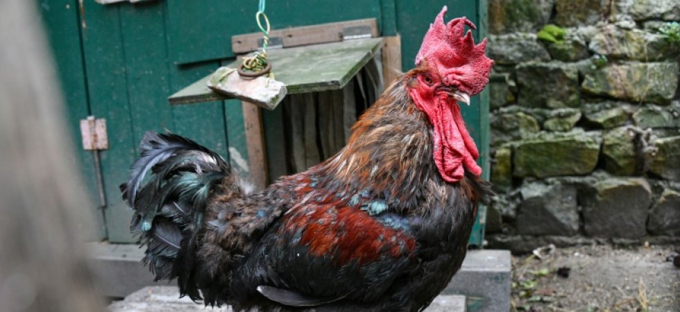 Le procès du coq Maurice, accusé de chanter trop tôt, reporté au 4 juillet. Mauric11