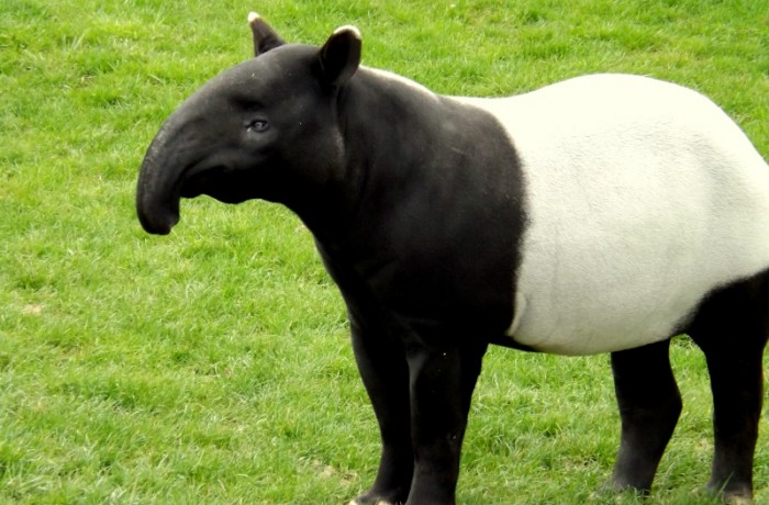 un petit  clic pour les animaux - Page 22 Tapir10