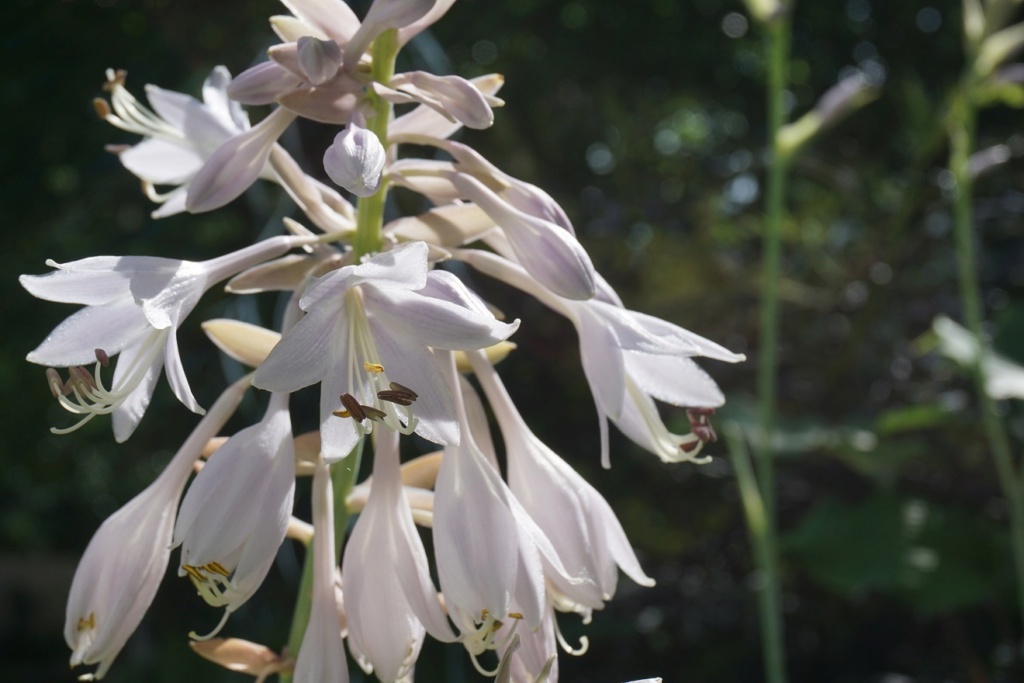 Tummelplatz für Hostaholiker (Hosta - Funkie) - Seite 23 11810