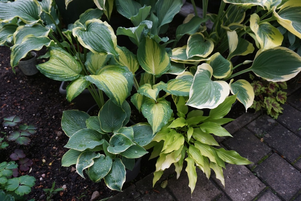 Tummelplatz für Hostaholiker (Hosta - Funkie) - Seite 23 16910