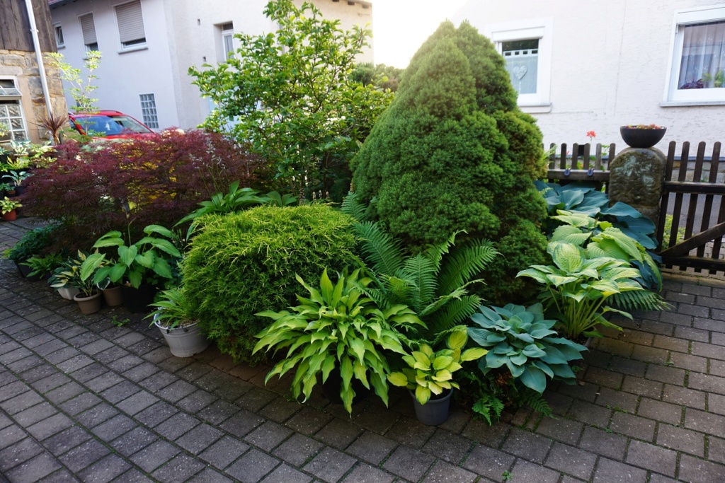 Tummelplatz für Hostaholiker (Hosta - Funkie) - Seite 23 4912