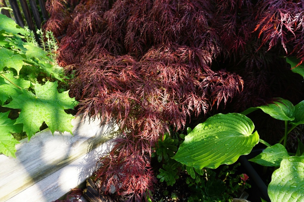 Tummelplatz für Hostaholiker (Hosta - Funkie) - Seite 18 7311