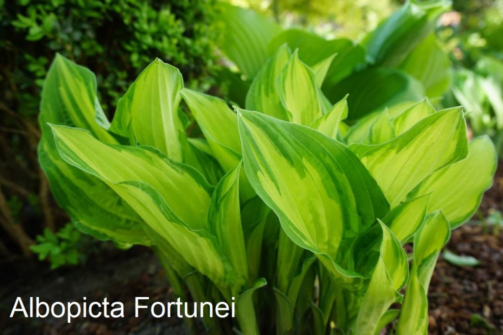 Tummelplatz für Hostaholiker (Hosta - Funkie) - Seite 9 Albopi10