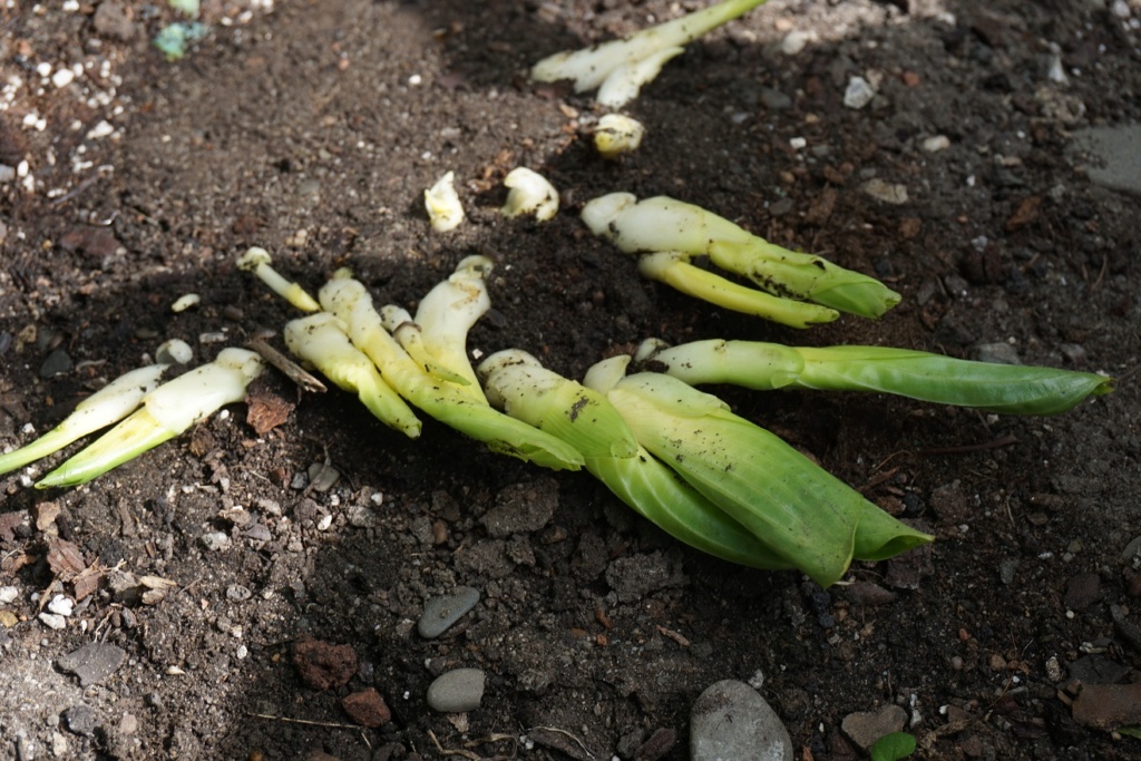 Tummelplatz für Hostaholiker (Hosta - Funkie) - Seite 22 Dsc05821