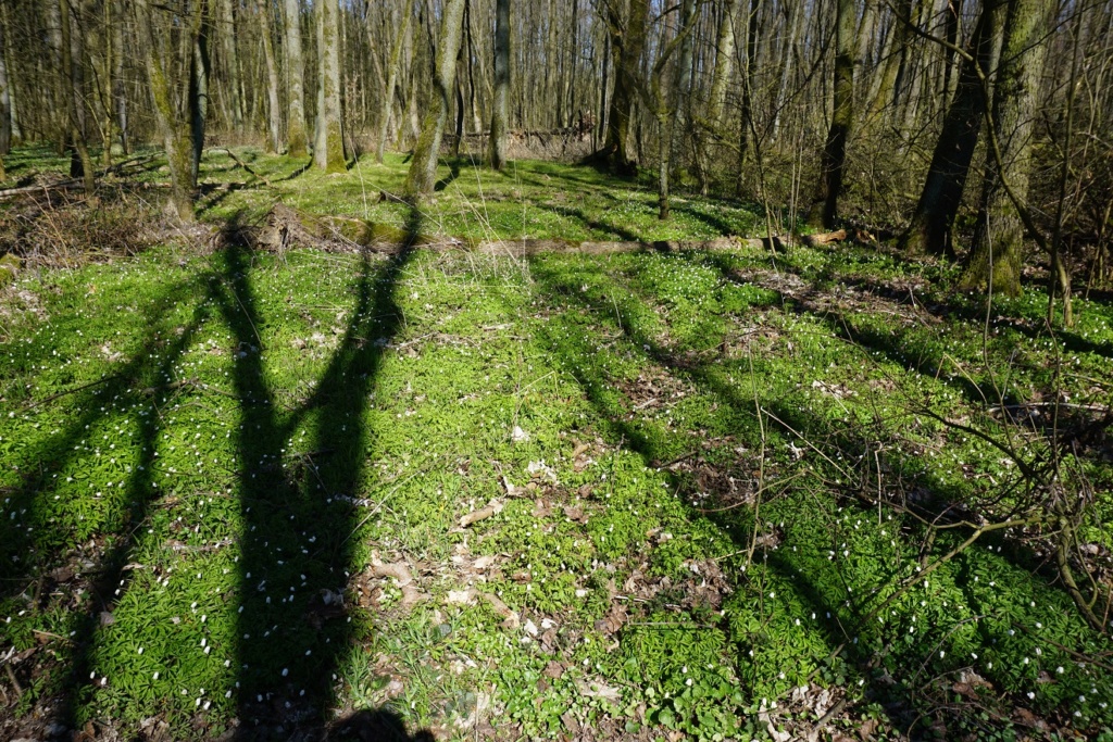 Erste Frühlingsboten im Garten und in Wald und Flur - Seite 92 Dsc09816