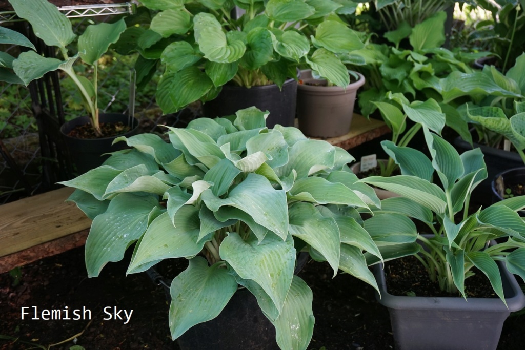 Tummelplatz für Hostaholiker (Hosta - Funkie) - Seite 13 Fs_50_10