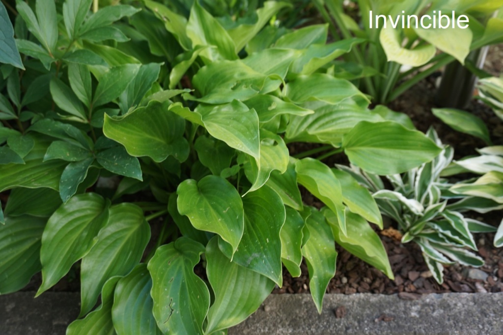 Tummelplatz für Hostaholiker (Hosta - Funkie) - Seite 9 Invinc10