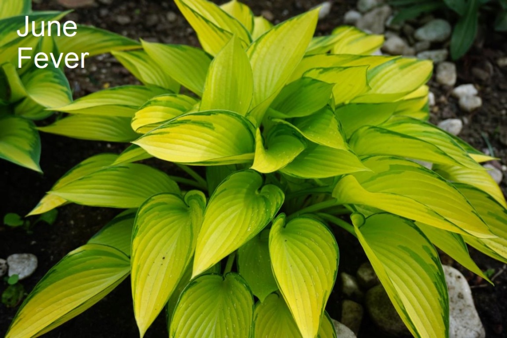 Tummelplatz für Hostaholiker (Hosta - Funkie) - Seite 9 June_f10