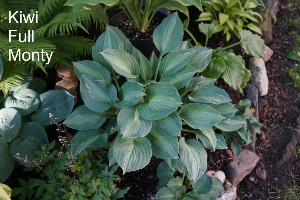 Tummelplatz für Hostaholiker (Hosta - Funkie) - Seite 9 Kiwi_f10