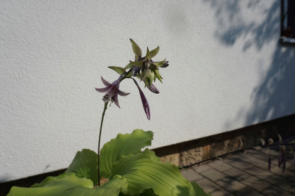 Tummelplatz für Hostaholiker (Hosta - Funkie) - Seite 14 Lemon_11