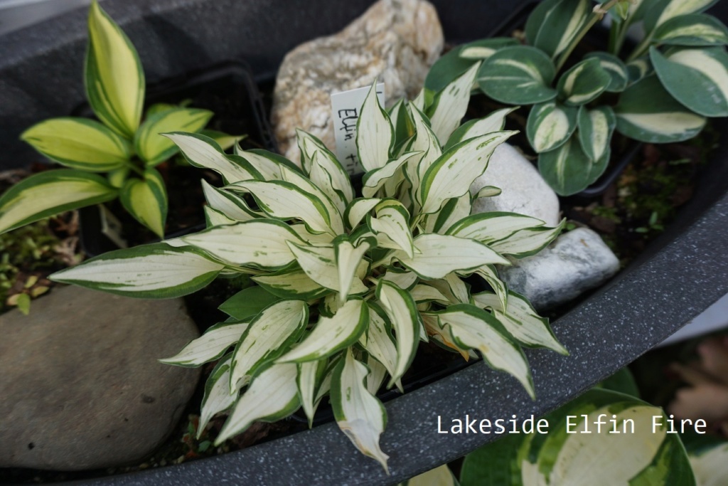 Tummelplatz für Hostaholiker (Hosta - Funkie) - Seite 15 Lsef_310