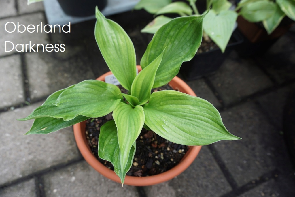 Tummelplatz für Hostaholiker (Hosta - Funkie) - Seite 16 Oberla11