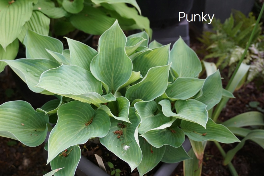 Tummelplatz für Hostaholiker (Hosta - Funkie) - Seite 16 Punky_10