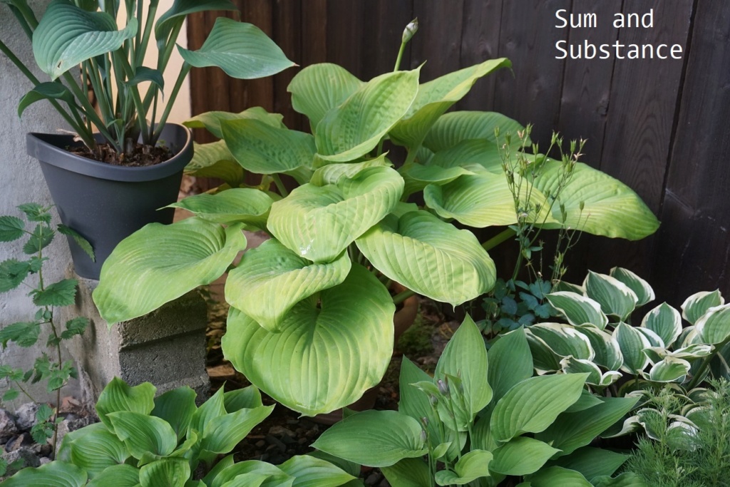 Tummelplatz für Hostaholiker (Hosta - Funkie) - Seite 18 Sus_7210