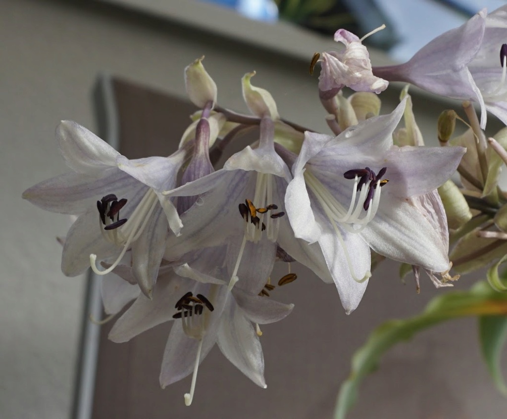 Tummelplatz für Hostaholiker (Hosta - Funkie) - Seite 14 V_silv10