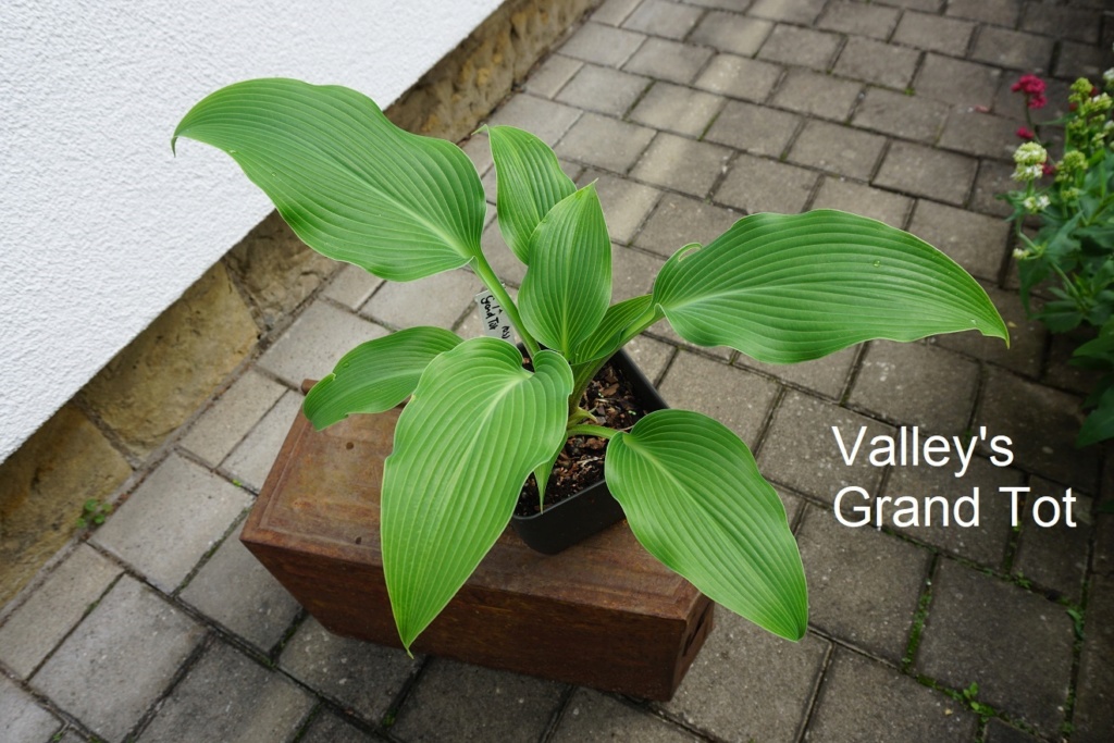 Tummelplatz für Hostaholiker (Hosta - Funkie) - Seite 19 Valley23