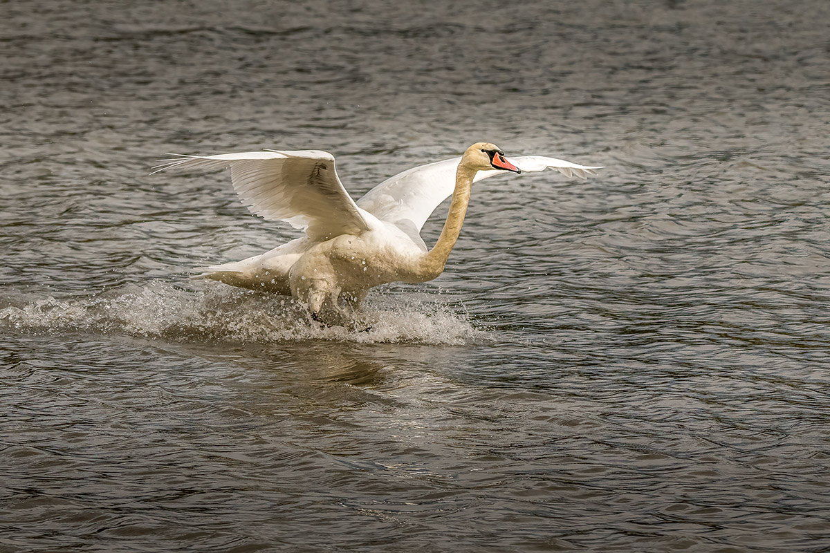 [Animaux] ☞ Cygne à l'amerrissage 1200_213