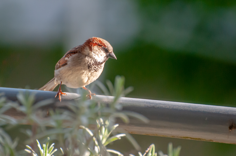 [Animaux] Au petit matin Oiseau35