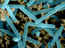 البكتيريا المفيدة في جسم الانسان Tzolz139