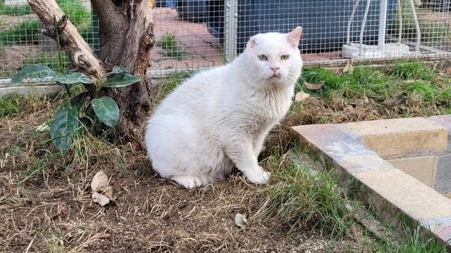 HONEY - Blanc FIV+ (2015) Honey_18